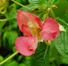 Impatiens rothii