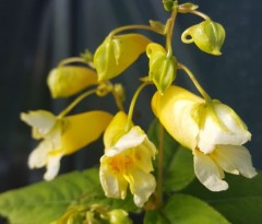 Impatiens pritzelii Sichuan Gold