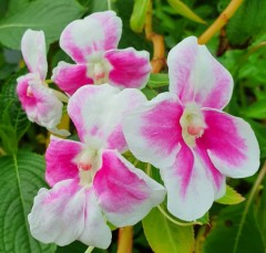 Impatiens sodenii Flash