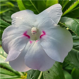 Impatiens sodenii Large Pink Red Eye