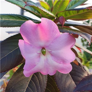 Impatiens sodenii Ravishing Rhi