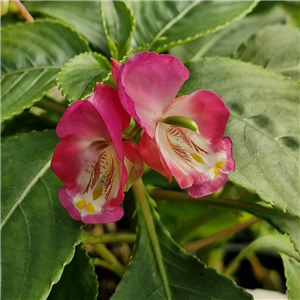 Easiuly ghrown rare Imp;atiens from Madagasca. Great as conservatory or house plant. 