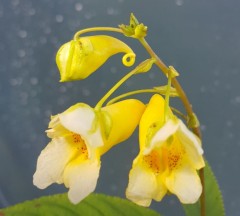 Impatiens pritzelii Sichuan Gold