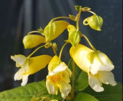 Impatiens pritzelii Sichuan Gold