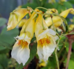 Impatiens pritzelii Sichuan Gold