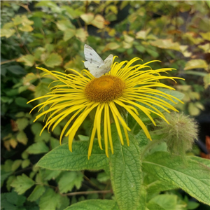 Inula hookeri