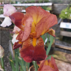 Iris Action Front