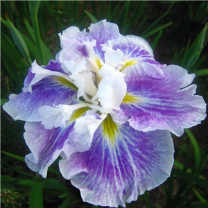 Iris ensata Angel Mountain