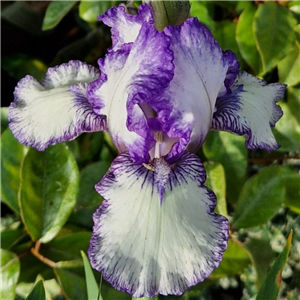 Iris Bold Print