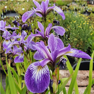 Iris bulleyana