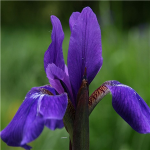 Iris sibirica Caesers Brother