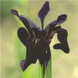 Iris chrysographes Black Form