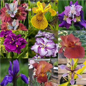 Iris In Variety