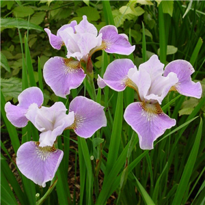 Iris sibirica Dance Ballerina Dance