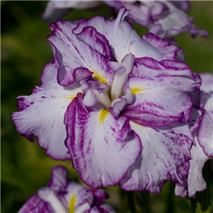 Iris ensata Harlinesque