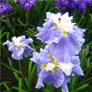 Iris ensata Sugar Dome