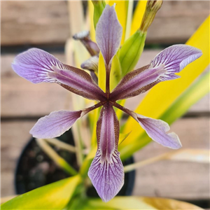 Iris foetidissima Aurea