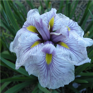 Iris ensata Greyswood Catrina