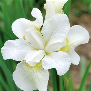 Iris sibirica Gulls Wing