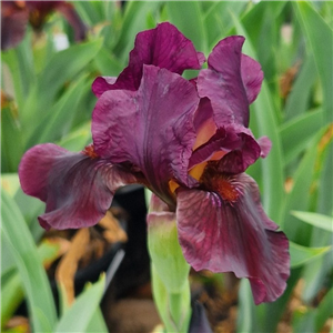 Iris Langport Wren