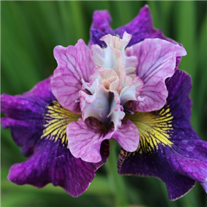 Iris sibirica On Mulberry Street