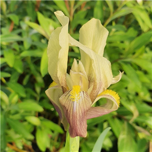 Iris reichenbachii Yellow Form