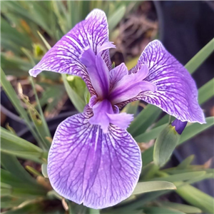 Iris setosa Baby Blue