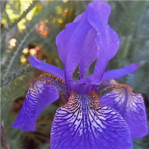 Iris sibirica Blue King