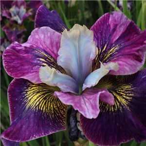 Iris sibirica Charming Billy