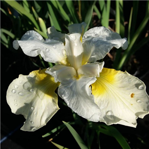 Iris sibirica Dreaming Yellow