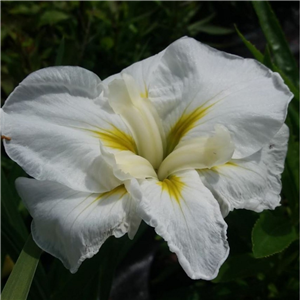 Iris ensata Innocence