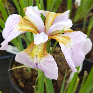 Iris sibirica Memphis Memory