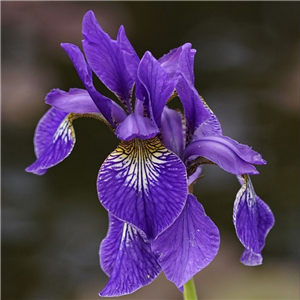 Iris sibirica Pappilon