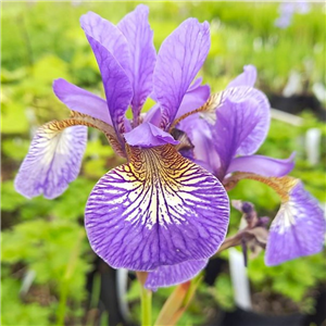 Iris sibirica Perrys Blue