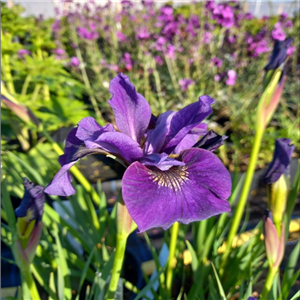 Iris sibirica Ruffled Plus