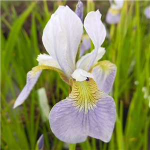 Iris sibirica Sky Wings