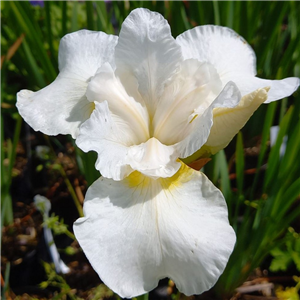 Iris sibirica Snowcrest