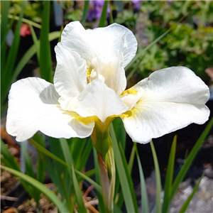 Iris sibirica White Swirl