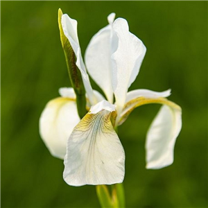 Iris laevigata Snowdrift