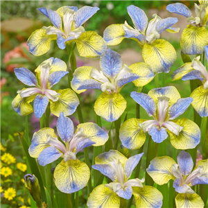 Iris sibirica Tipped in Blue