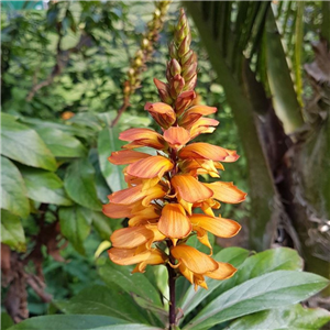 Isoplexis canariensis