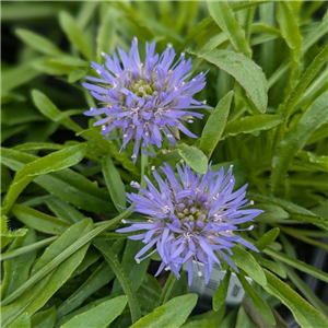 Jasione laevis Blue Light