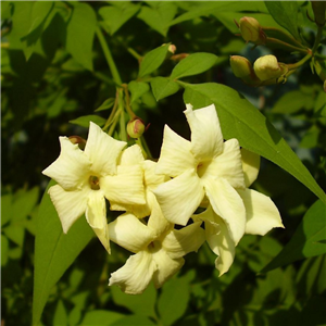 Jasminum officinale Clotted Cream