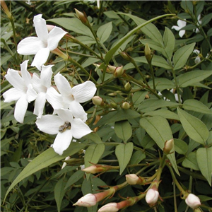 Jasminum officinale (Summer Jasmine)