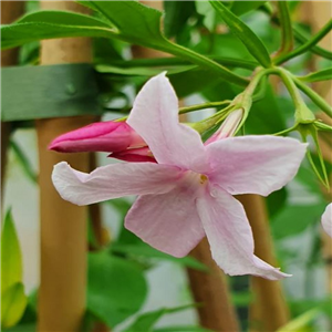 Jasminum stephanense