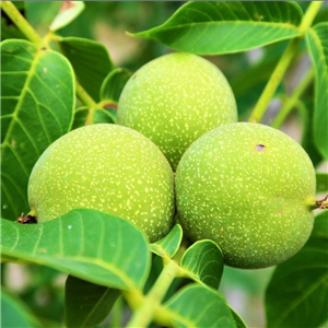 Juglans nigra (Black Walnut)