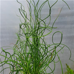 Juncus effusus f. spiralis