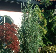 Juniperus scopulorum Blue Arrow