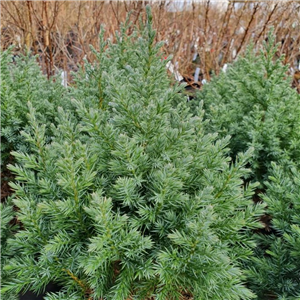 Juniperus chinensis Stricta