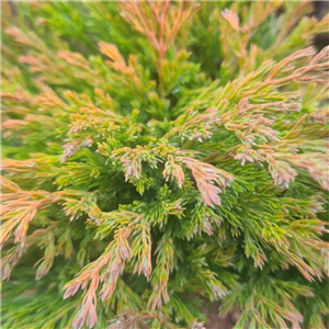 Juniperus horizontalis Lime Glow